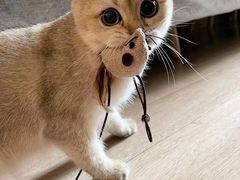 -猫大福·Fortune Cat猫舍(百子湾店)