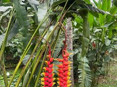 -中国科学院西双版纳热带植物园