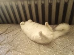 -名猫咖啡馆·撸猫·拼豆