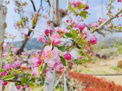 -泰山风景名胜区-虎山公园