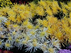 -杭州植物园