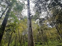 -五营红松林海景区