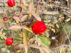 -金水门银河酒楼(新埠岛店)