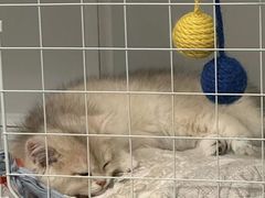 -猫十亿·布偶金渐层·曼基康矮脚猫舍(青年路店)