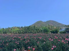 -亚龙湾国际玫瑰谷