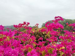 -深圳市中科院仙湖植物园
