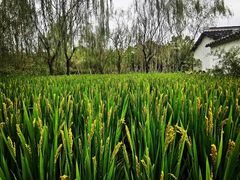 -溱湖国家湿地公园