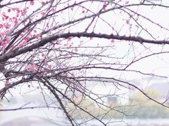 -八大山人梅湖景区