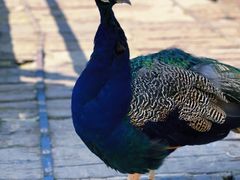 -哈尔滨北方森林动物园