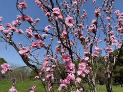 -南汇桃花村