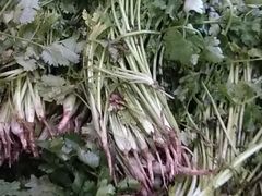 奶茶-老柴削面(向阳里店)