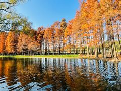 -上海共青森林公园