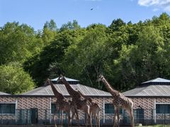 -哈尔滨北方森林动物园