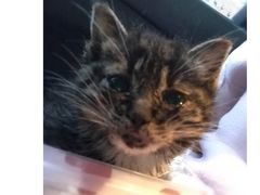 -艾贝尔宠物医院·24H转诊中心·肿瘤猫专科(江宁双龙店)