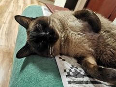 -米苏动物医院·犬猫专科·骨科外科内窥镜