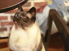 -猫友咖啡店(玉林西路店)