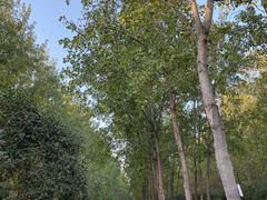 -合肥滨湖国家森林公园