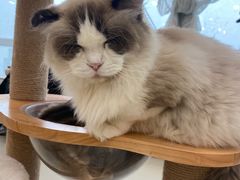 -共舞时光猫咖·狗咖(新街口店)