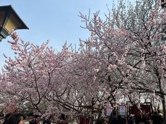 -桃花堤公园