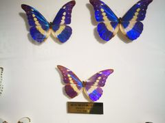 -上海昆虫博物馆