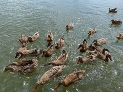 -野鸭湖国家湿地公园