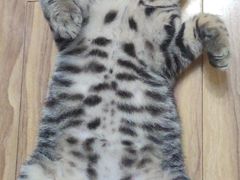 -伟伟宠物医院·CT影像中心·瑞派犬猫综合性门诊(汉口总院)