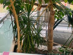 -北京植物园-展览温室