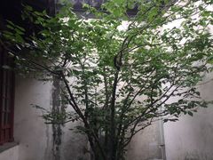 -黎里柳亚子纪念馆