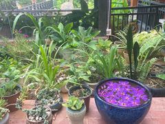 -西双版纳洲际度假酒店兰吧