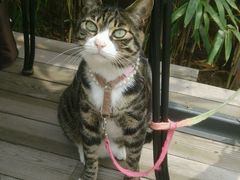 android_upload_pic-海边的猫和咖啡馆