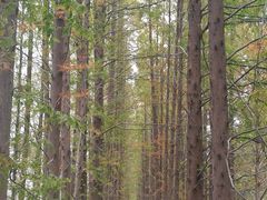 -黄海国家森林公园