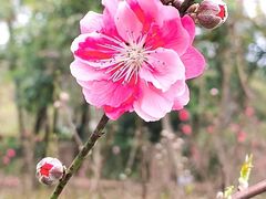 -桃花涧