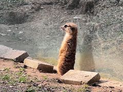 -红山森林动物园