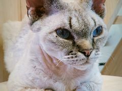 -momokira米努特·德文卷毛猫·棉花面纱犬
