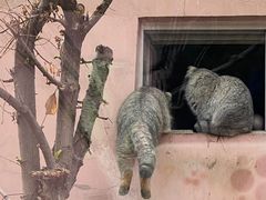 -青藏高原野生动物园