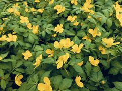 -黑龙江省森林植物园