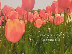 -上海鲜花港