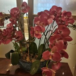 -成都艾特他整形外科医院