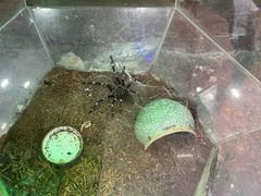 -上海大自然野生昆虫馆(东方明珠·爬宠昆虫探索中心)