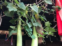 -火咂咂竹筒宴(告庄店)