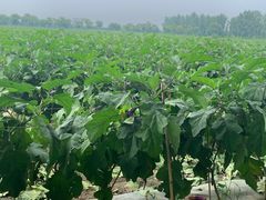 -汉长安城未央宫国家考古遗址公园