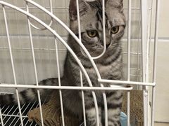 -鹅掂·大岭山烧鹅