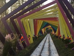 -合肥滨湖国家森林公园