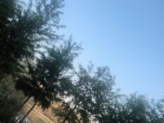 -合肥滨湖国家森林公园