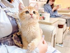 -lincat·猫舍(广州店)