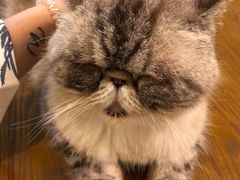 -猫色咖啡·猫咖