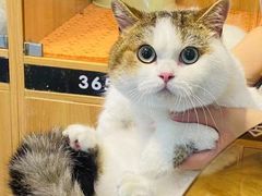 -欣宠猫屋·矮脚拿破仑·蓝金金渐层