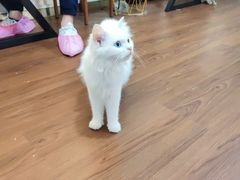 -楼上猫咖(罗湖店)