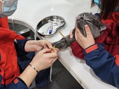 -伟伟宠物医院·CT影像中心·瑞派犬猫综合性门诊(汉口总院)