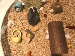 -momokira米努特·德文卷毛猫·棉花面纱犬